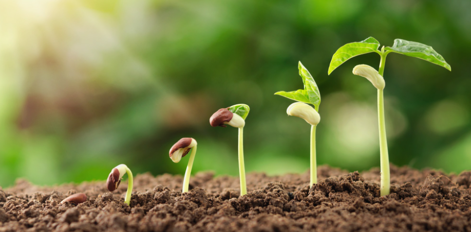 La petite graine plantée en 2015 grandit ! 